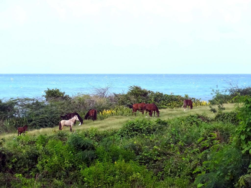 Tranquility By The Sea Villa Vieques Værelse billede